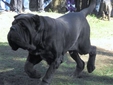Mastiff Cinsi Köpek Türleri ve Özellikleri Mastiff Cinsi Köpek Türleri ve Özellikleri