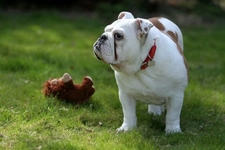 Amerikan Cinsi Köpekler Türleri ve Özellikleri Amerikan Cinsi Köpekler Türleri ve Özellikleri