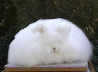 Büyümeyen Tavşan Cinsleri Türleri ve Özellikleri Büyümeyen Tavşan Cinsleri Türleri ve Özellikleri