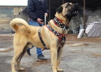Kangal Cinsleri Türleri ve Özellikleri Kangal Cinsleri Türleri ve Özellikleri