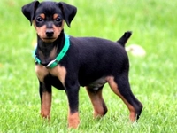 Pinçır Cinsi Köpek Türleri ve Özellikleri Pinçır Cinsi Köpek Türleri ve Özellikleri