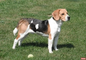 Beagle Cinsi Köpeklerin Karakter Yapısı Beagle Cinsi Köpeklerin Karakter Yapısı