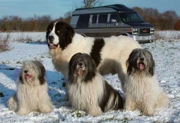 Çoban Köpeği Cinsleri Türleri ve Özellikleri Çoban Köpeği Cinsleri Türleri ve Özellikleri
