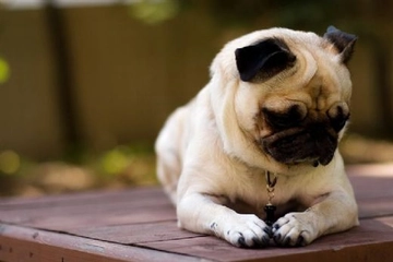 Evcil Köpek Cinsleri Türleri ve Özellikleri