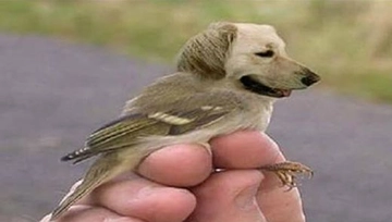 Kuş Cinsleri Türleri ve Özellikleri Kuş Cinsleri Türleri ve Özellikleri