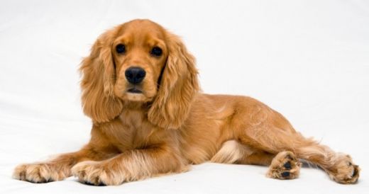 Amerikan Kukır Cinsi Köpek Türleri ve Özellikleri