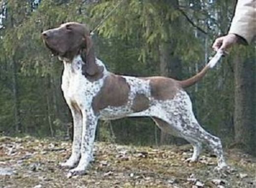 Av Köpekleri Cinsleri Türleri ve Özellikleri