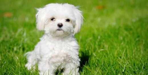Beyaz Köpek Cinsleri Türleri ve Özellikleri