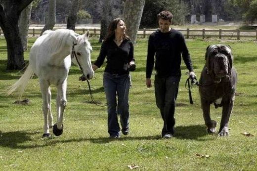 Büyük Köpek Cinsleri Türleri ve Özellikleri