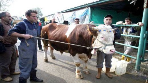 Büyükbaş Cinsleri Türleri ve Özellikleri