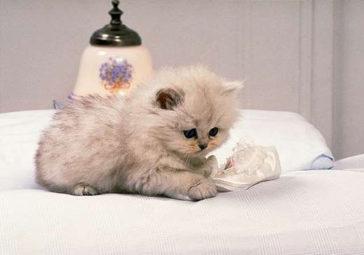 Büyümeyen Kedi Cinsleri Türleri ve Özellikleri