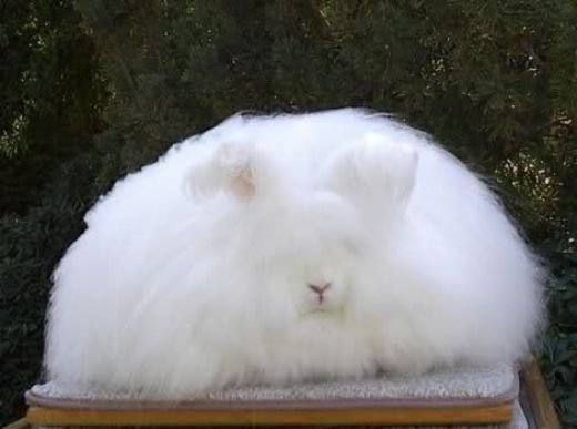 Büyümeyen Tavşan Cinsleri Türleri ve Özellikleri