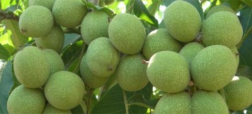 Ceviz Cinsleri Türleri ve Özellikleri