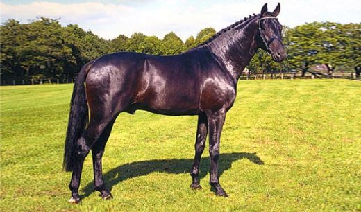 Cins Atlar Türleri ve Özellikleri