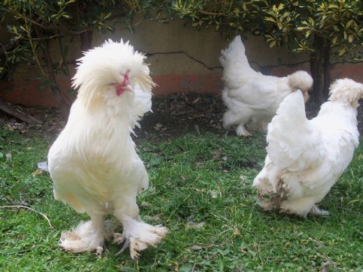 Cins Tavuklar Türleri ve Özellikleri