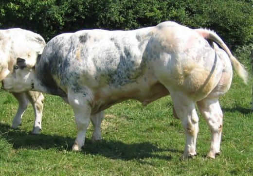 Dana Cinsleri Türleri ve Özellikleri