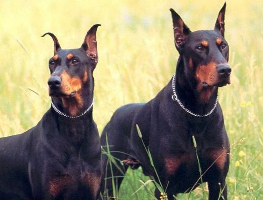 Doberman Cinsleri Türleri ve Özellikleri