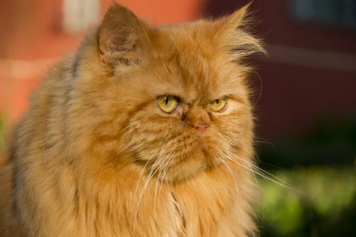 Garfield Cinsi Türleri ve Özellikleri