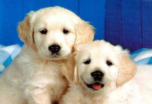Golden Cinsi Köpek Türleri ve Özellikleri