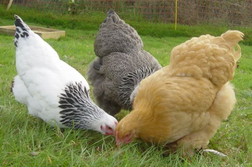 İri Tavuk Cinsleri Türleri ve Özellikleri