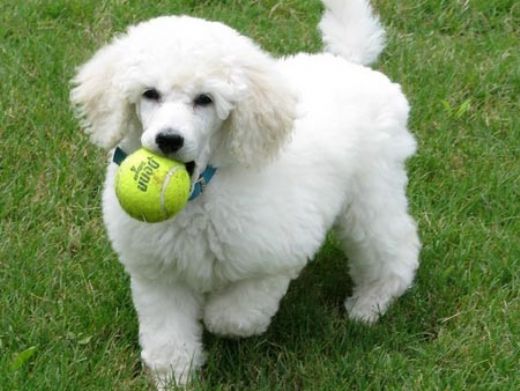 Kaniş Cinsi Köpek Türleri ve Özellikleri