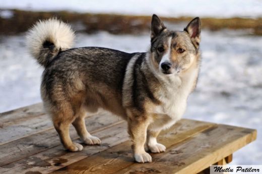 Kısa Bacaklı Köpek Cinsleri Türleri ve Özellikleri