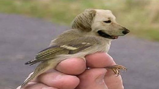 Kuş Cinsleri Türleri ve Özellikleri