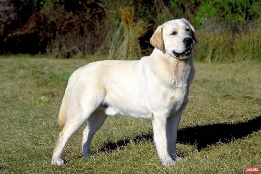 Labrador Cinsi Köpek Türleri ve Özellikleri