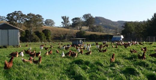 Salma Tavuk Cinsleri Nelerdir?