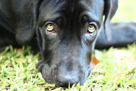 Siyah Köpek Cinsleri Türleri ve Özellikleri