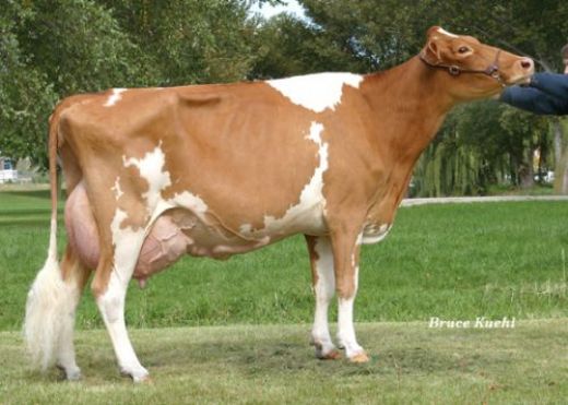 Süt İnekleri Cinsleri Türleri ve Özellikleri